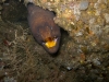 jacksonville-reef-eel-jpg