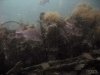 Desco - St. Augustine Reef