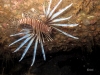 ff-jacksonville-reef-growth-lionfish
