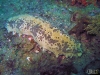 Flagler Sea Cucumber