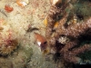 florida-belted-sandfish