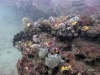 florida-ledge-reef