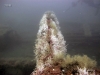 encrusting-reef-growth
