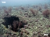 lee-county-barge-reef-growth
