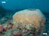 upside-down-barge-reef-sponge