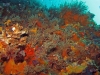 Little Barge Reef, St Augustine, encrusting life