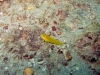 Little Barge Reef, St Augustine, seaweed blenny