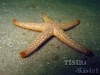 Sea Star 2