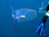 jellyfish-fish