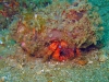 Jacksonville Hermit Crab