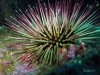 Jacksonville Florida Sea Urchin