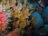 Sponge on Florida artificial reef