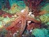 sea star jacksonville