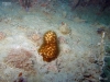 Starlet Coral