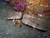 polka-dot-batfish-ogcocephalus-radiatus