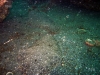 reef-flounder-florida
