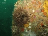 sea-urchin-flroida