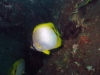 spotfin-butterflyfish-chaetodon-ocellatus