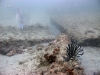 st-augustine-desco-reef