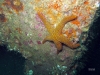 starfish-echinaster-sepositus