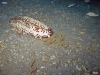 Taylor Reef, St. Augustine, Sea Cucumber