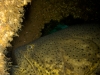 goliath-grouper-jax-reef-jpg