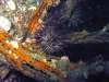 St Augustine reef grazing sea urchins