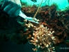 reef-clean-fishing-line