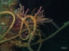 reef-entanglement-hazard