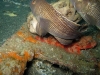 sea bass-scorpion-fish