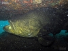 atlantic-goliath-grouper