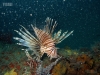 florida-lionfish