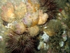 ff-jacksonville-reef-growth-tunicates-2