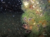 ff-jacksonville-reef-growth-tunicates