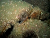 ff-jacksonville-reef-growth-urchin