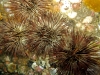 ff-jacksonville-reef-growth-urchins