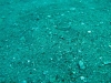 east-reef-site-sediment