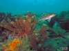 Seabass and coral growth