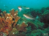 Flagler reef barge sea bass
