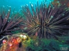 Sea urchin flagler reef barge