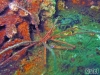 arrow crab flagler reef