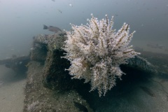 Coral Growth