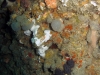 hg-jacksonville-reef-invertebrate-growth