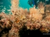 12-barge-reef-life-florida