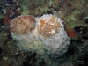 florida-tube-sponge