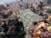 ledge-reef-sponge