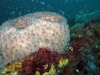 jacksonville-reef-sponge