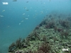 lee-county-artificial-reef