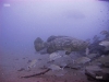 hopper-reef-goliath-grouper