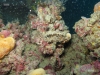 hopper-reef-scallop